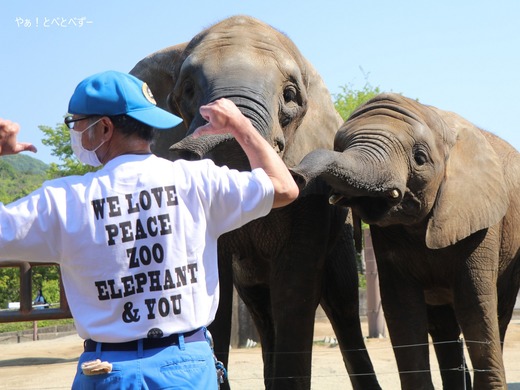 とべ動物園ブログ：やぁ！とべとべずー