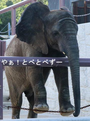 とべ動物園ブログ：ゾウ、ホッキョクグマ、ライオン、サーバル