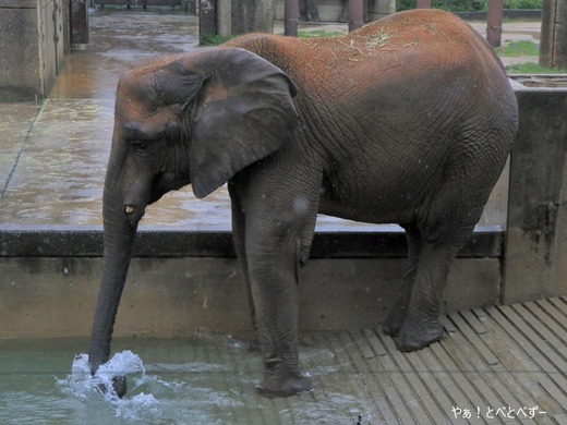 とべ動物園アフリカゾウのブログ：やぁ！とべとべずー