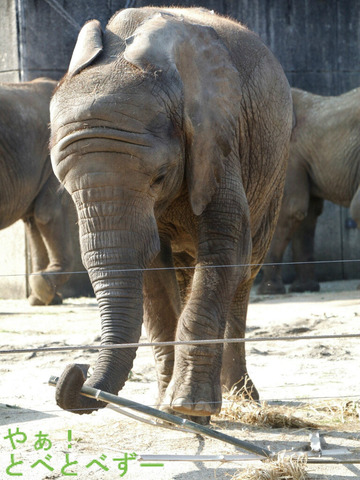 とべ動物園ブログ:砥愛、ティア、フー、ピース