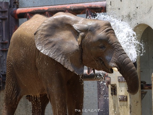 水浴びするアフリカゾウ＠愛媛県立とべ動物園