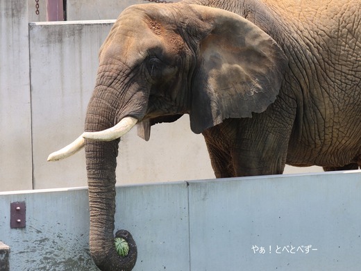 アフリカゾウの好物のスイカを食べるリカさん
