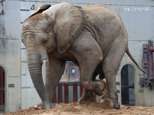 とべ動物園アフリカゾウ：アフ、リカ、媛、砥夢、砥愛