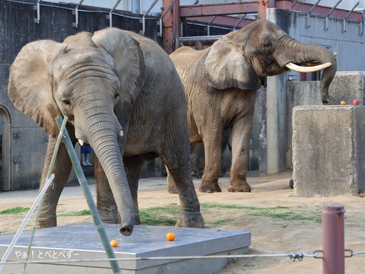 とべ動物園アフリカゾウのブログ：やぁ！とべとべずー
