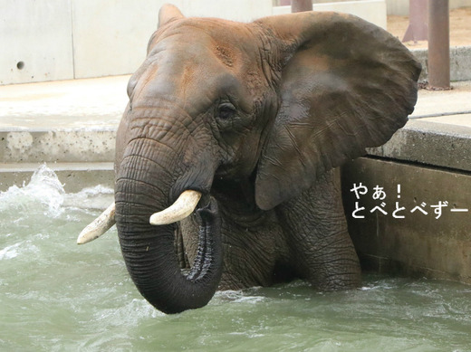 日本一のお母さん象のリカ（媛、砥夢、砥愛、３頭のお母さんゾウ）