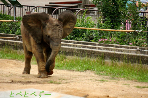 日本で唯一アフリカゾウの親子が暮らす愛媛県とべ動物園