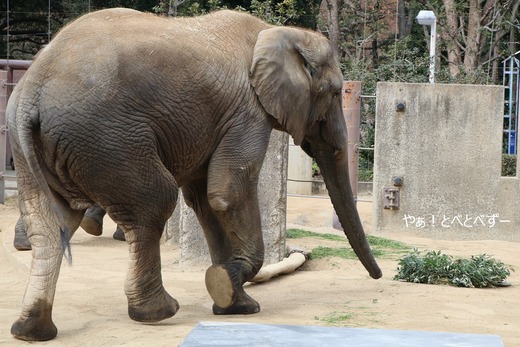 とべ動物園アフリカゾウ：媛ちゃん（メス、14歳）