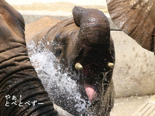 とべ動物園ブログ：やぁ！とべとべずー