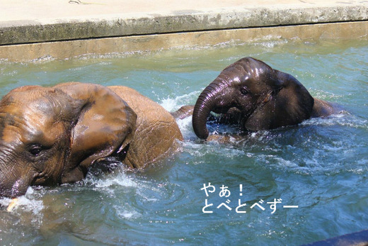 多摩動物公園の砥夢くんのお姉さんの媛と妹の砥愛