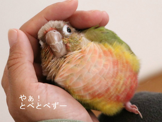 ウロコインコ(パイナップル)の『もみじ』さん