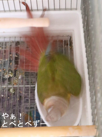 ウロコインコのブログ：やぁ！とべとべずー