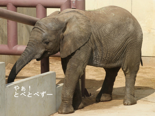 とべ動物園アフリカゾウのブログ：やぁ！とべとべずー