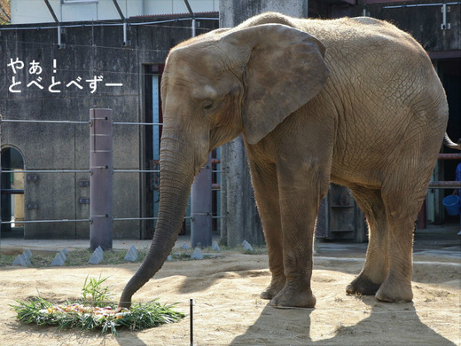 アフリカゾウ、アジアゾウ大好きブログ:やぁ!とべとべずー