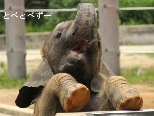 とべ動物園で昨年生まれたアフリカゾウの子象・砥愛（とあ）ちゃん