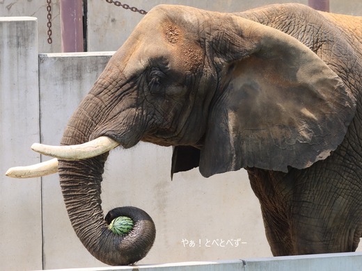 多摩動物公園アフリカゾウ：砥夢くんのお母さん象