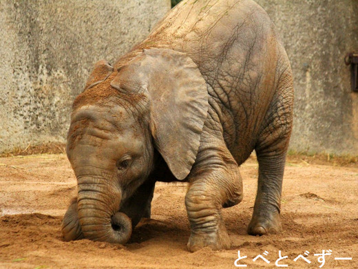 一昨年とべ動物園で生まれたアフリカゾウの子象：砥愛（とあ）ちゃん