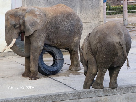 アフリカゾウ、アジアゾウ大好きブログ：やぁ！とべとべずー