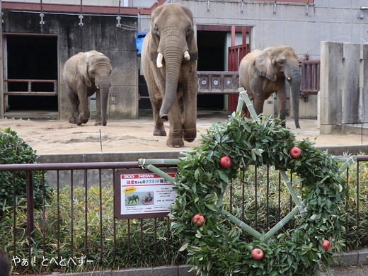 とべ動物園アフリカゾウのブログ：やぁ！とべとべずー