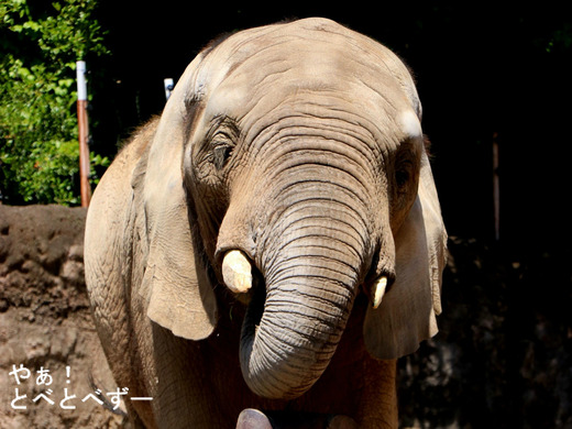 とべ動物園アフリカゾウ:砥夢くん