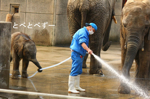 アフリカゾウの親子が暮らす、とべ動物園