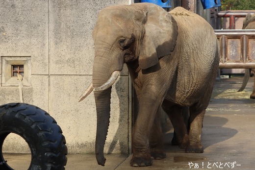 とべ動物園アフリカゾウ：リカ母さん（メス、推定３７歳）