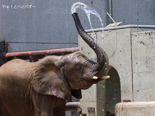 とべ動物園アフリカゾウ：アフ、リカ、媛、砥夢、砥愛