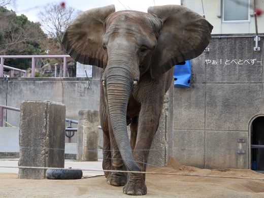 日本で唯一血縁関係のあるアフリカゾウの親子が暮らす愛媛とべ動物園
