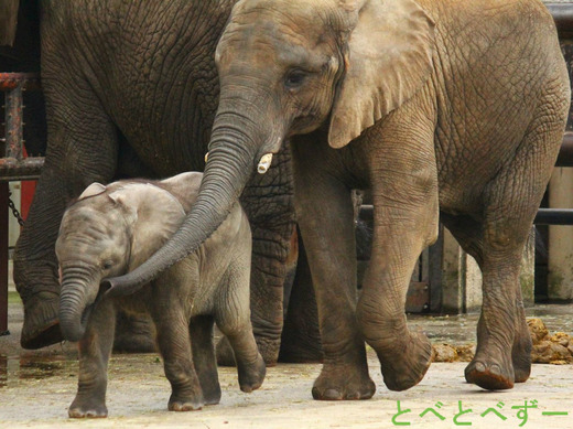 とべ動物園ゾウの親子：アフ（父）、リカ（母）
