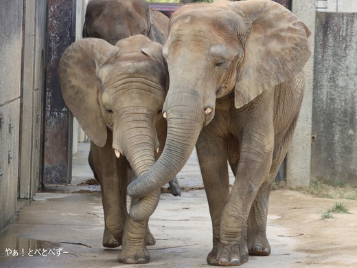 とべ動物園アフリカゾウのブログ：やぁ！とべとべずー