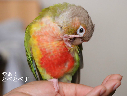 ホオミドリアカオウロコインコ（パイナップル）