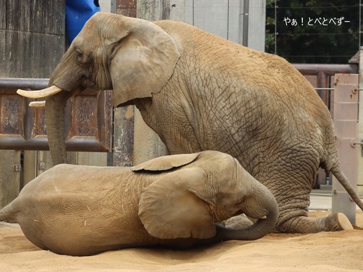 とべ動物園アフリカゾウ：アフ、リカ、媛、砥夢、砥愛