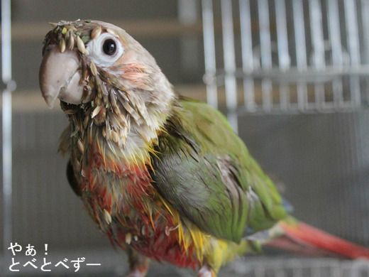 シードまみれのウロコインコの『もみじ』さん