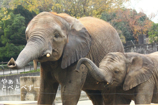 とべ動物園アフリカゾウのブログ：やぁ！とべとべずー