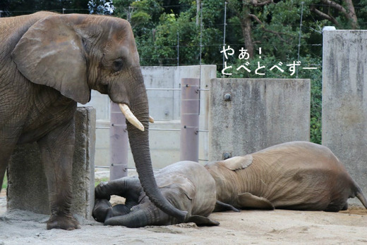 とべ動物園アフリカゾウ