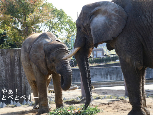 とべ動物園ブログ：砥愛、ララ、イオ、フー、ウララ、ルビー