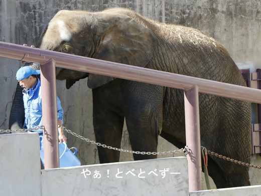 とべ動物園アフリカゾウ:媛ちゃん