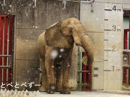 NHK祝日特集　アフリカゾウ誕生　家族になる日を目指して