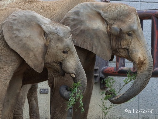 とべ動物園アフリカゾウの姉妹:媛ちゃん、砥愛ちゃん