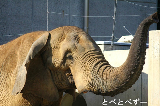 今年生まれたゾウの赤ちゃんのお父さん象：アフ