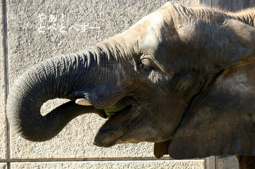 アフリカゾウの媛ちゃんの11歳のお誕生会