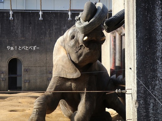 アフリカゾウ写真家：矢野賢一（やぁ！とべとべずー）