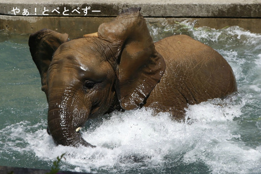 とべ動物園アフリカゾウ：媛ちゃん（メス、１０歳）