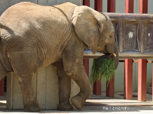 日本で最年少のアフリカゾウの子ゾウの砥愛:愛媛とべ動物園県立