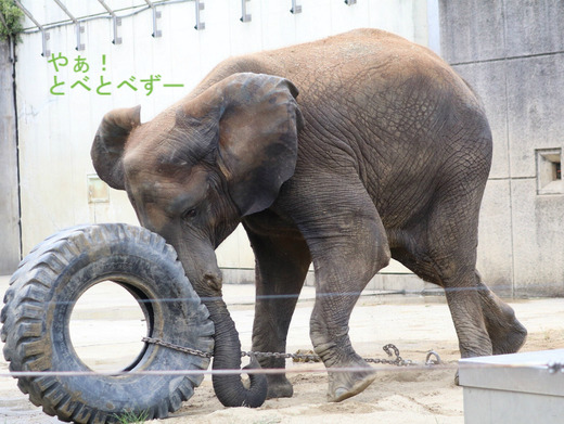 アフリカゾウの写真満載のブログ：やぁ！とべとべずー