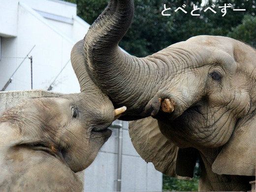 とべ動物園アフリカゾウ:アフ(父)、媛(長女)