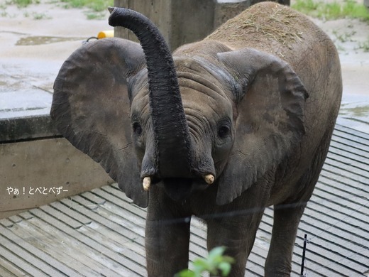 とべ動物園アフリカゾウのブログ:やぁ!とべとべずー