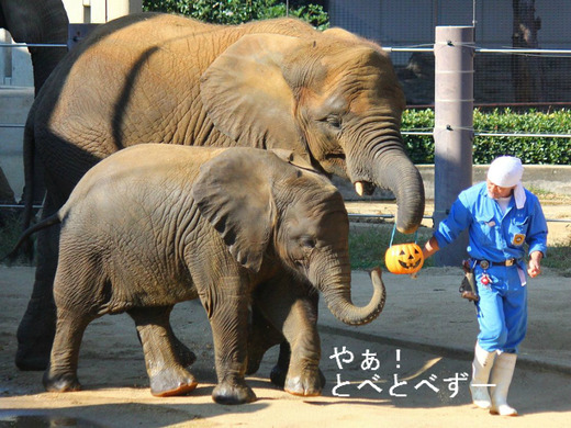 とべ動物園アフリカゾウのブログ:やぁ!とべとべずー