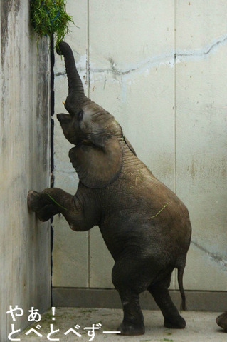 とべ動物園ブログ：アフリカ象、ピース、Rパンダ、ライオン