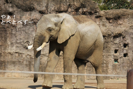 多摩動物公園アフリカゾウ：砥夢くん（オス、７歳）