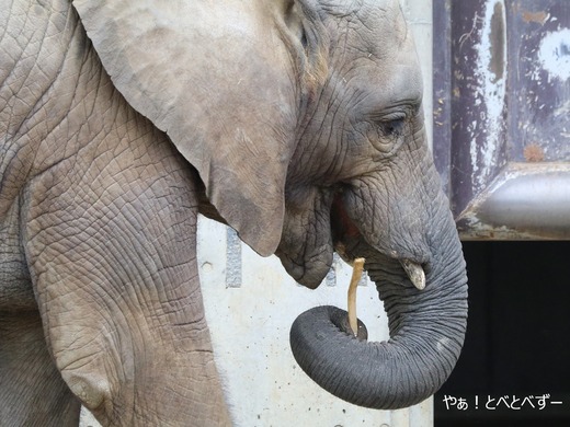 アフリカゾウの写真満載のブログ：やぁ！とべとべずー